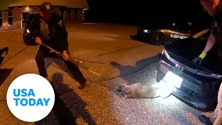 Curious bobcat is rescued from grill of car in Wisconsin | USA TODAY