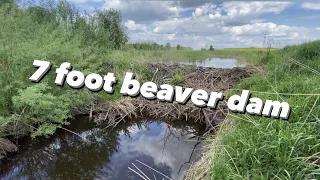 Draining HUGE 2 METERS Beaver DAM!