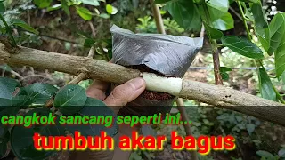 Cara cangkok sancang yang benar