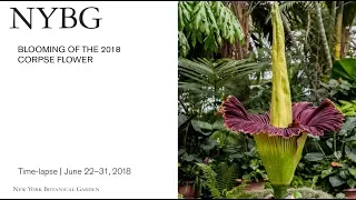 Time-lapse of the 2018 NYBG Corpse Flower Bloom