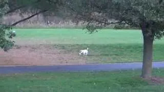 Jack Russell Terrier chasing Deer