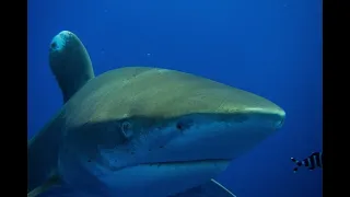 Fight off Longimanus attack November 2018 - Sharks of Egypts Brothers and Elphinstone