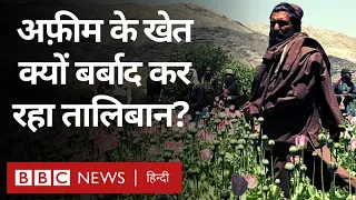 Opium Crops in Afghanistan: तालिबान ने उखाड़ दिए अफ़ीम के पौधे, बर्बाद किए पूरे खेत (BBC Hindi)