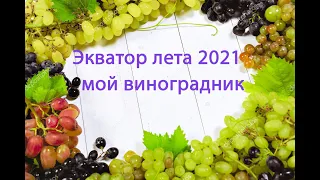 Виноградник в середине лета 2021