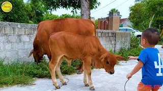 con bò - tôm đi chăn bò - nhạc con bò - bài hát con bò