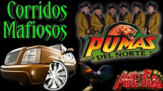 corridos Mafiosos ✴️los pumas del norte 💥 lo más perron de corridos