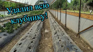 Удалил всю клубнику. Начну все заново!