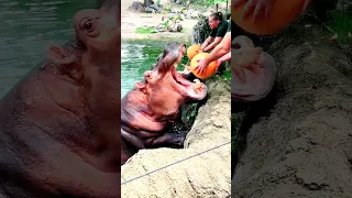 Hungry Hippos Enjoy Pumpkin Treats || ViralHog #short #trending #viralvideo MkrajShortsEntertainment