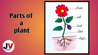 plant drawing|draw a plant and label its parts|how to draw a plant|diagram of plant