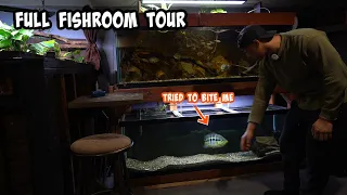 Check Out All Of My Aquariums In This Fish Room Tour