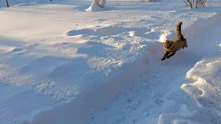 Потап бежит по снегу