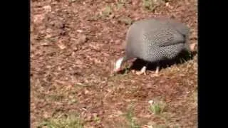 Guinea fowl sounds