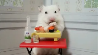 Funny Hamsters Videos Compilation | Funny and Cute Moment of the Animals