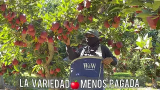 Cuanto ganamos al día cortando manzanas en Estados Unidos🍎😱