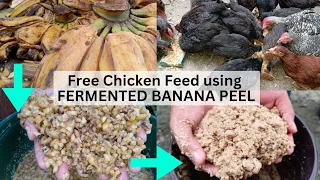 BANANA PEEL chicken feeds Learn how to FERMENT! Balat ng saging