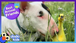 He Loved His Goose Sister Until She Pinched Him On The Nose | Best Animal Friends | Dodo Kids