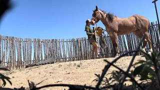 Process of first saddling