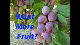10 Reasons why your Fruit Tree has not produced Fruit!