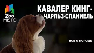 Кавалер кинг-чарльз-спаниель - Все о породе собаки | Собака породы кавалер кинг-чарльз-спаниель