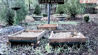 Chipmunk Attacks Dove at Alabama Ground Cam - 5.27.20