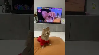 【150万再生】うわうわ鳴く犬をテレビで見たハナ