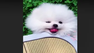 Tik Tok Chó Phốc Sóc Mini 😍 Cute Pomeranian Videos (P31)