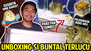 UNBOXING FAHAKA PUFFERFISH! PELIHARAAN BARU AKU! IKAN BUNTAL AIR TAWAR LUCU TAPI BERACUN!?