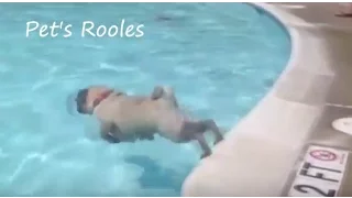 Pug in a pool. Funny swimming pug. Плавающий мопс