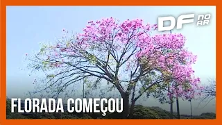 Paineiras colorem Distrito Federal com sua beleza e tons lilás | DF no Ar