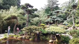 Bonsai zahrada