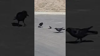 Crows Attack Bearded Dragon