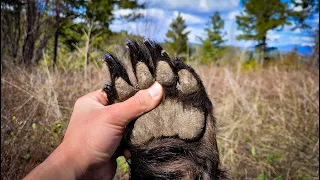 FILM// Spring Bear Hunting in Montana's Rugged Mountains (2022)