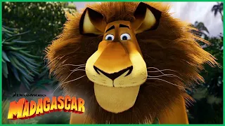 Quem é o Gato? EU SOU O GATO! | DreamWorks Madagascar em Português