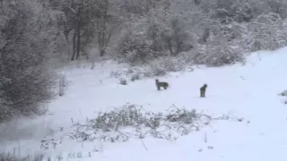Rare encounter of wolf and lynx in nature