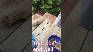 Chipmunks fighting