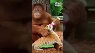 Orangutan babysits tiger cub