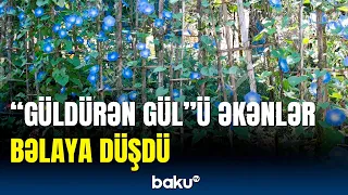 Bu gülü əkənlər həbs olunacaq | “Güldürən gül”ün qeyri-adi sirri