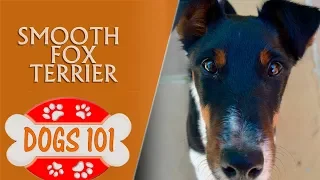 Dogs 101 - Smooth Fox Terrier - Top Dog Facts About the Smooth Fox Terrier