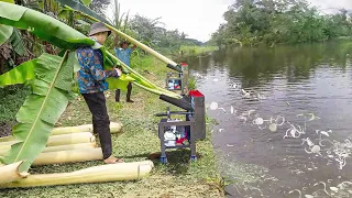 Genius Way They Feed Thousands of Fish With Banana Tree Slicers