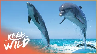 Are Dolphins As Smart As We Think They Are? | Beauty Before Brains | Real Wild