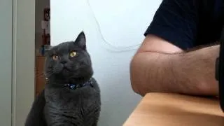 Кот просит кушать