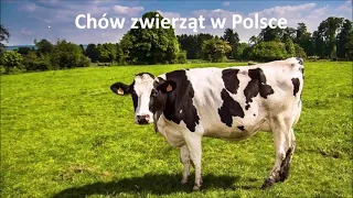 3.3 Chów zwierząt w Polsce