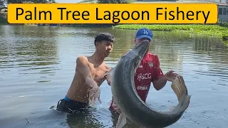 palm tree lagoon, fishing in Thailand Bangkok. river monsters alligator gar, ripsaw catfish tambaqui