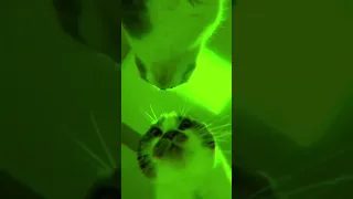 Tube Cats.Cute Cat Doing Disco Dance