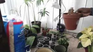 My first indoor gardening tour