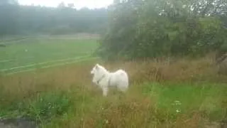 A dog, a horse, a pony and an electric fence