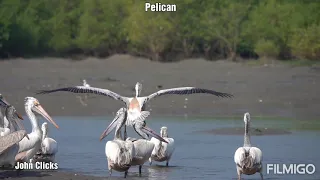 Sony RX10 iv Super SLOW MOTION (10 times slower) Videos of Pelican by Johnbosco Michael