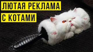 Приколы с котами. Лютая реклама с котами)) | Мемозг #410