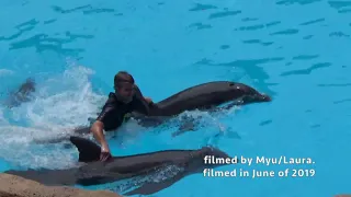 Delfinario Dolphins full presentation at Loro Parque in Tenerife