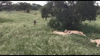 Warthog runs right into a pride of lions